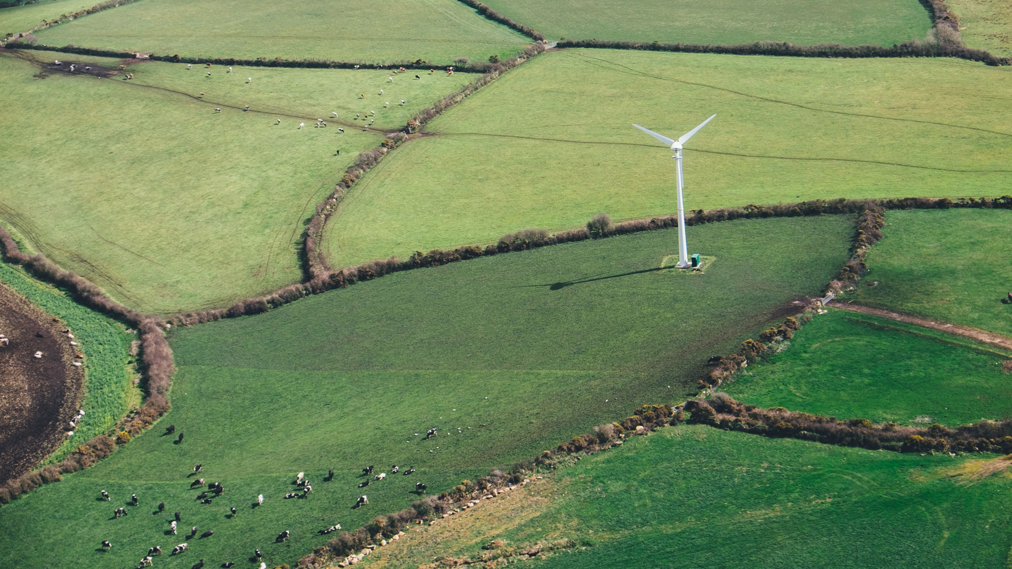 A large green field viewed from the air, with a windmill and cows down below