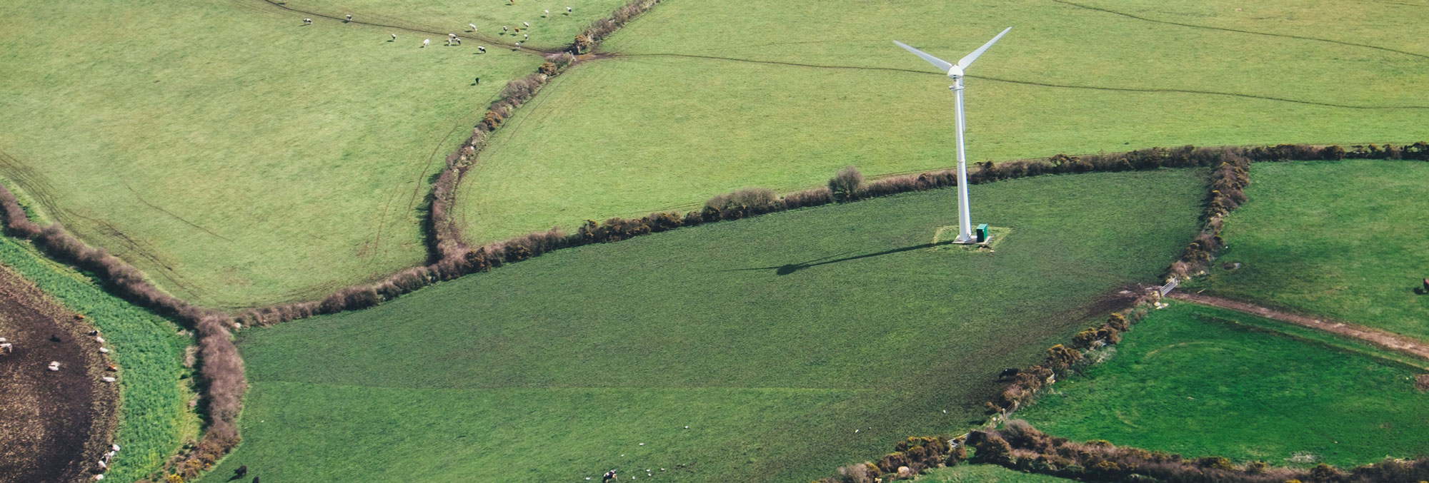 A green field viewed from above with a windmill and cows 